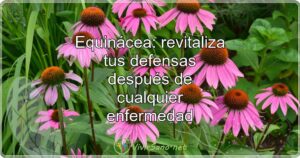 Equinácea: revitaliza tus defensas después de cualquier enfermedad