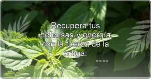 Recupera tus defensas y energía con la fuerza de la ortiga.