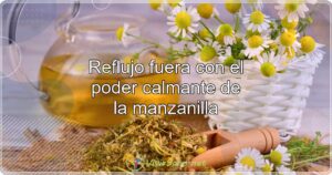 Reflujo fuera con el poder calmante de la manzanilla