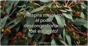 ¡Respira mejor con el poder descongestionante del eucalipto!
